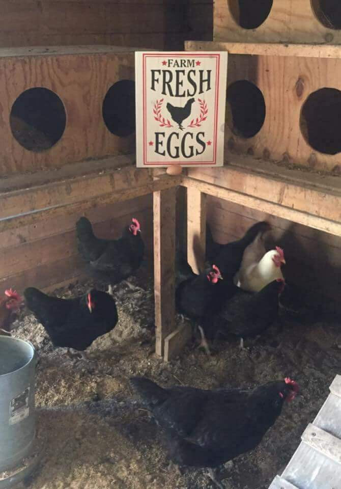 Farm Fresh Eggs